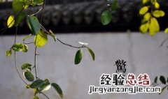 惊蛰开的花有哪些 惊蛰开什么花