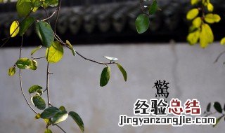 惊蛰开的花有哪些 惊蛰开什么花