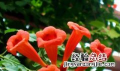 凌霄花养在客厅好不好 凌霄花养在客厅好不好看
