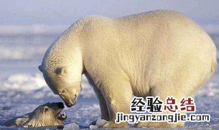 我们如何保护野生动物 我们如何保护野生动物作文