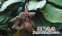 九层皮的功效与作用 九层皮的功效与作用图片