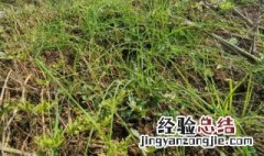 山葱的功效与作用 山葱的功效与作用图片