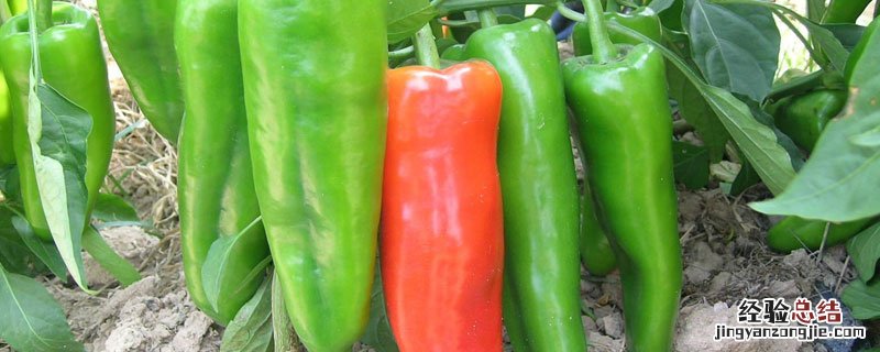 牛角椒长的弯是啥原因 辣椒为什么会长弯