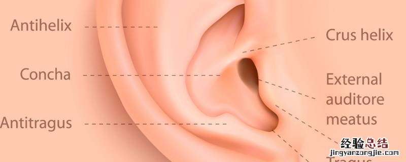 耳朵可以听声音还可以干什么 耳可以听声音还可以做什么