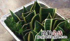 如意皇后叶子都剪了还能长新叶吗 如意皇后叶子可以扦插吗