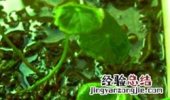 铜钱草能在水下生长吗 铜钱草能在水下生长吗