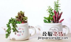 高筒花盆种什么好养活 高筒花盆种什么好