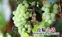 水晶葡萄的功效与作用 水晶葡萄的功效与作用百度百科