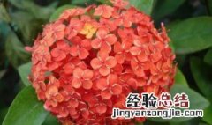 一年四季都能种的花室外 一年四季都能种的花