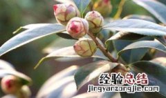 茶花在夏天怎么养 茶花夏天怎么养