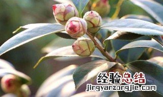 茶花在夏天怎么养 茶花夏天怎么养