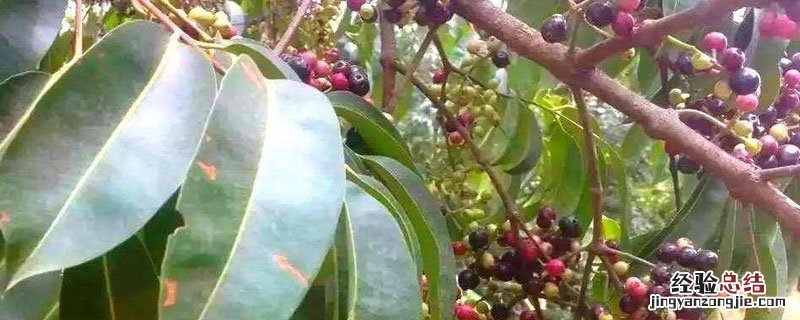 墨乌果是什么东西 墨乌果是什么