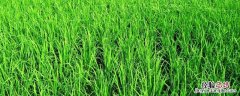 新禾是什么植物 新禾是什么