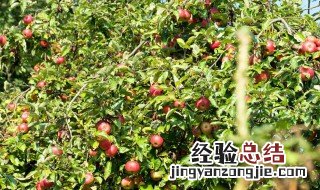 四季番石榴种植方法 四季番石榴种植技术