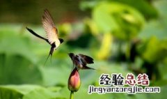 燕子为什么喜欢斜着飞行 燕子为什么喜欢斜着飞
