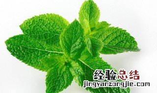 薄荷叶能清热解毒吗 薄荷叶清火吗?