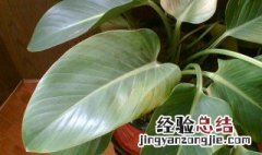 植物的花叶有哪些颜色 植物的花叶有哪些
