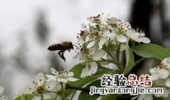 什么叫糖梨花 什么叫糖梨花的图片