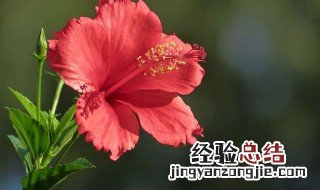 家里养扶桑花有忌讳吗 家里养扶桑花好是不好