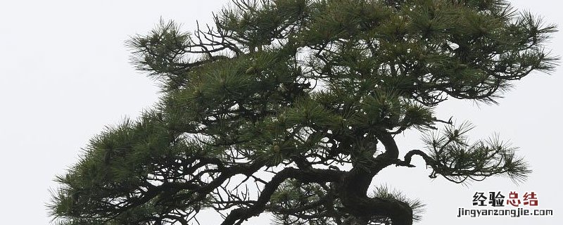 松树线虫对人体有害吗 松树线虫病对人危害