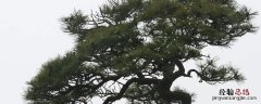 松树线虫对人体有害吗 松树线虫病对人危害