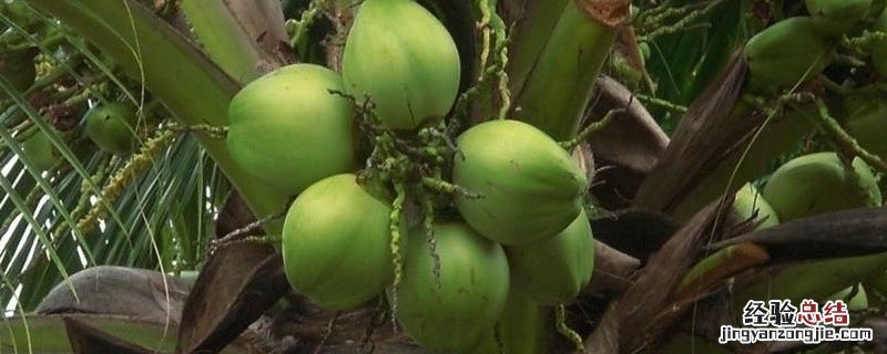 椰青是什么 椰青是什么垃圾