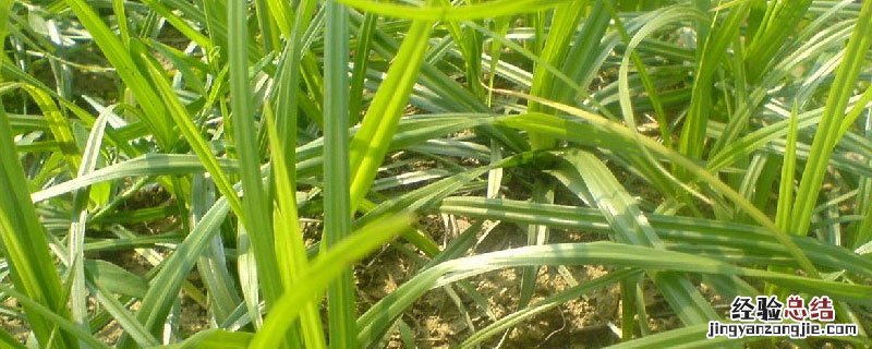 异丙隆除草范围 异丙隆除草剂说明