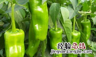 冬季辣椒怎么保存方法 辣椒冬季如何保存