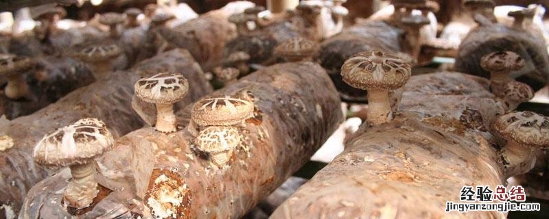 香菇脱袋后闷棚几天 香菇注水后要闷棚几天
