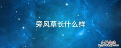 旁风草长什么样子 旁风草长什么样