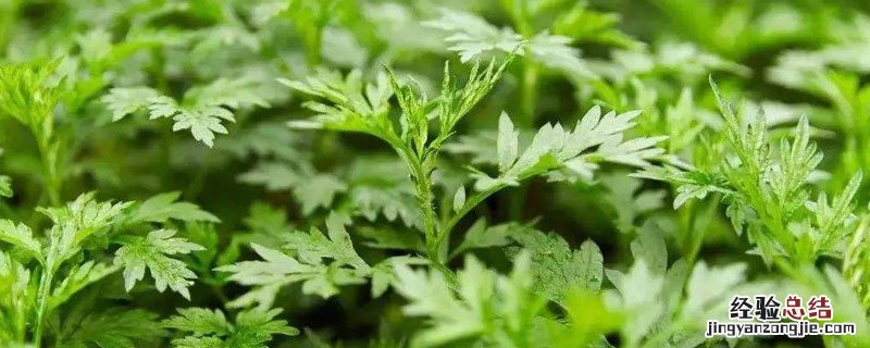 艾叶四大产地湖北艾草产地在哪里 艾叶四大产地