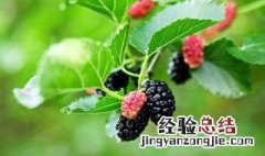 桑葚功效与作用 桑葚泡酒的功效与作用