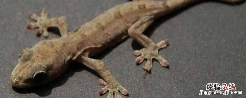 壁虎是国家几级保护动物 壁虎是几级保护动物