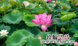 荷花什么季节种植 种植荷花季节