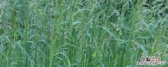 燕麦草亩产量多少公斤 燕麦草北方亩产多少斤