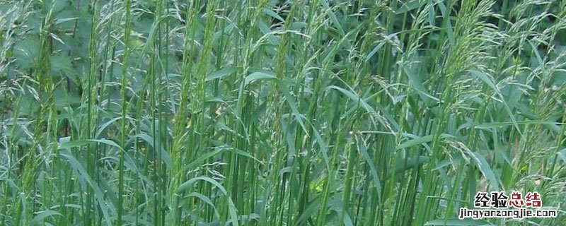 燕麦草亩产量多少公斤 燕麦草北方亩产多少斤