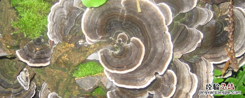 野生云芝和灵芝的区别 云芝和灵芝的区别