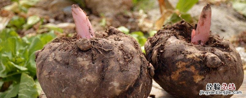 魔芋种植为什么需要每年换地块种植 魔芋种植为什么需要每年换地块