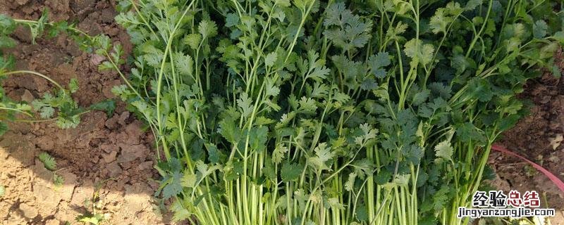 香菜每亩产量 香菜亩产量多少斤