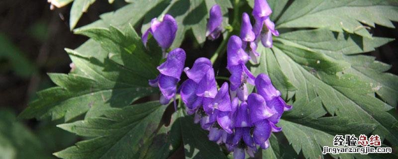 乌头的毒性成分是什么 乌头的毒性作用