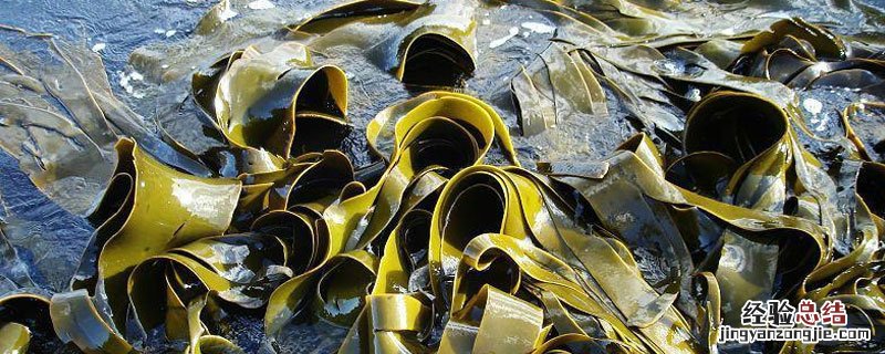 海芽菜和海菜的区别 海芽菜和海带的区别