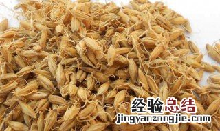 炒麦芽煮水禁忌 脾胃虚弱吃生麦芽还是炒麦芽