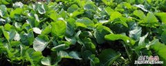 四川油菜亩产量多少斤 油菜亩产量多少斤