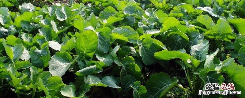 四川油菜亩产量多少斤 油菜亩产量多少斤
