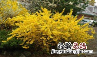 连翘用多大的盆 连翘用多大的盆合适