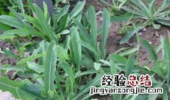 曲曲菜什么时候不能吃 曲曲菜什么人不能吃