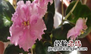 非洲堇的花语和寓意是什么 非洲堇的花语和寓意