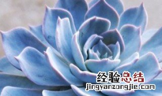 养的多肉叶子发黄怎么办 蓝光多肉叶子发黄怎么办