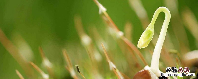 民间出殃是啥意思 出秧是什么意思