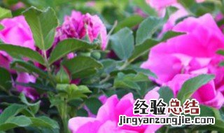 粉色玫瑰怎么水养才能活 粉色玫瑰怎么水养